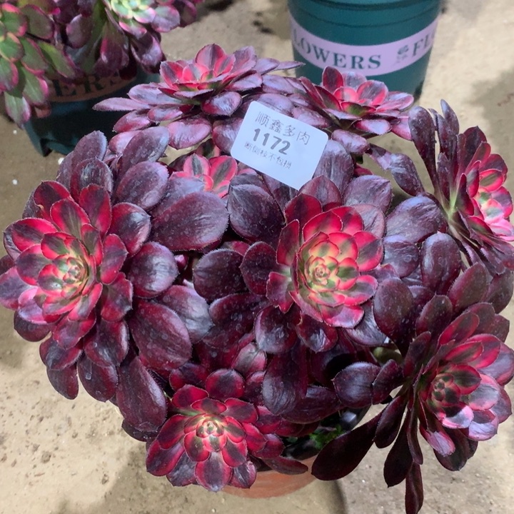 1172香奈多肉植物