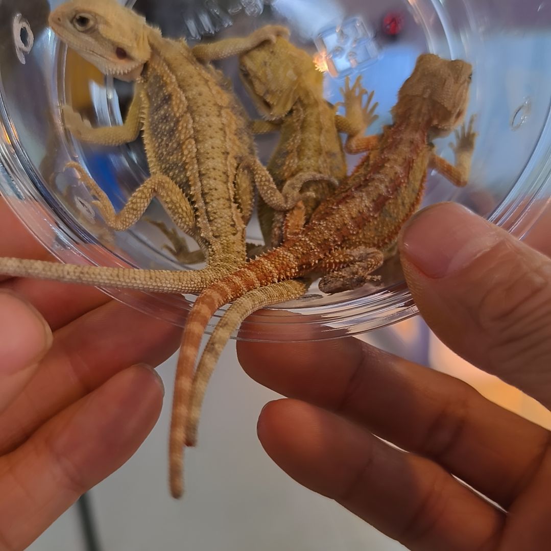 豹纹守宫鬃狮蜥蜴柑橘瑕疵品