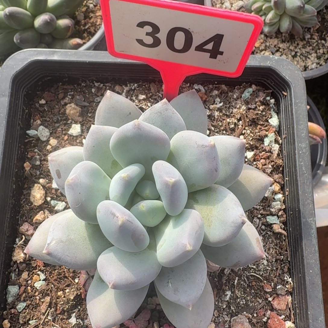 多肉植物天使之翼304