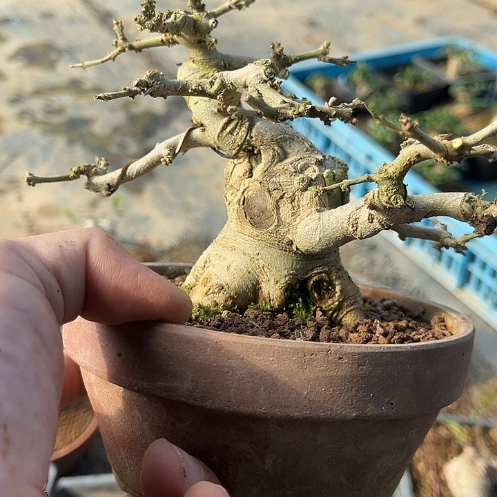 无花朵付姐白蜡矮霸