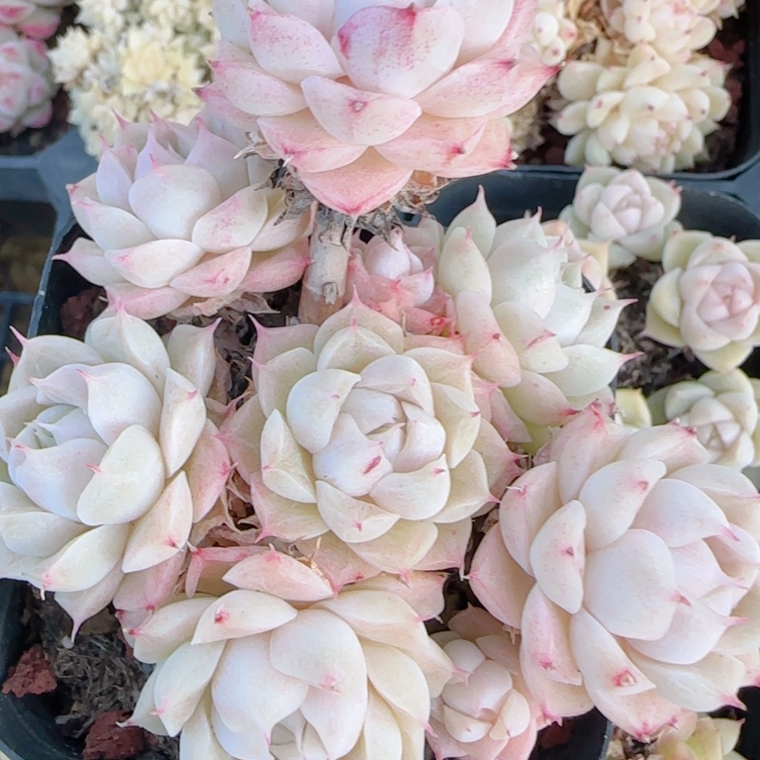 花语多肉1221-344散