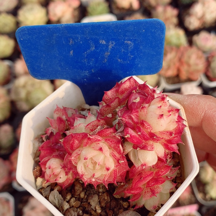 麦秆6cm不包整群