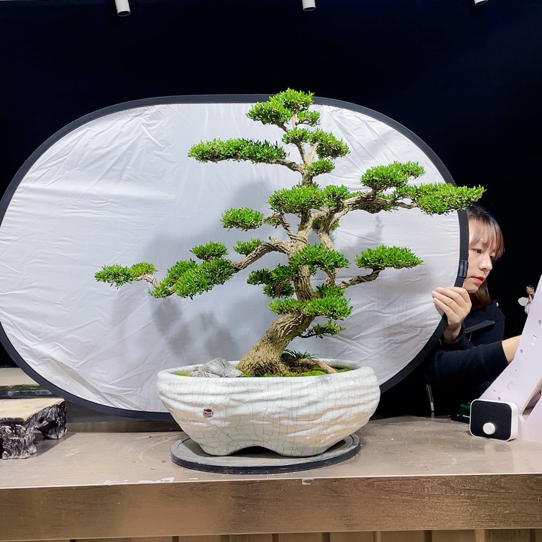完全开放g****1黄杨盆景四季常青