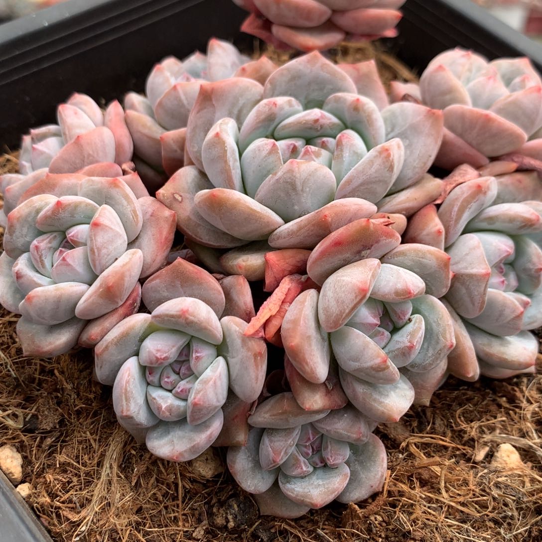 （***安哈哈哈哈哈哈哈哈哈哈