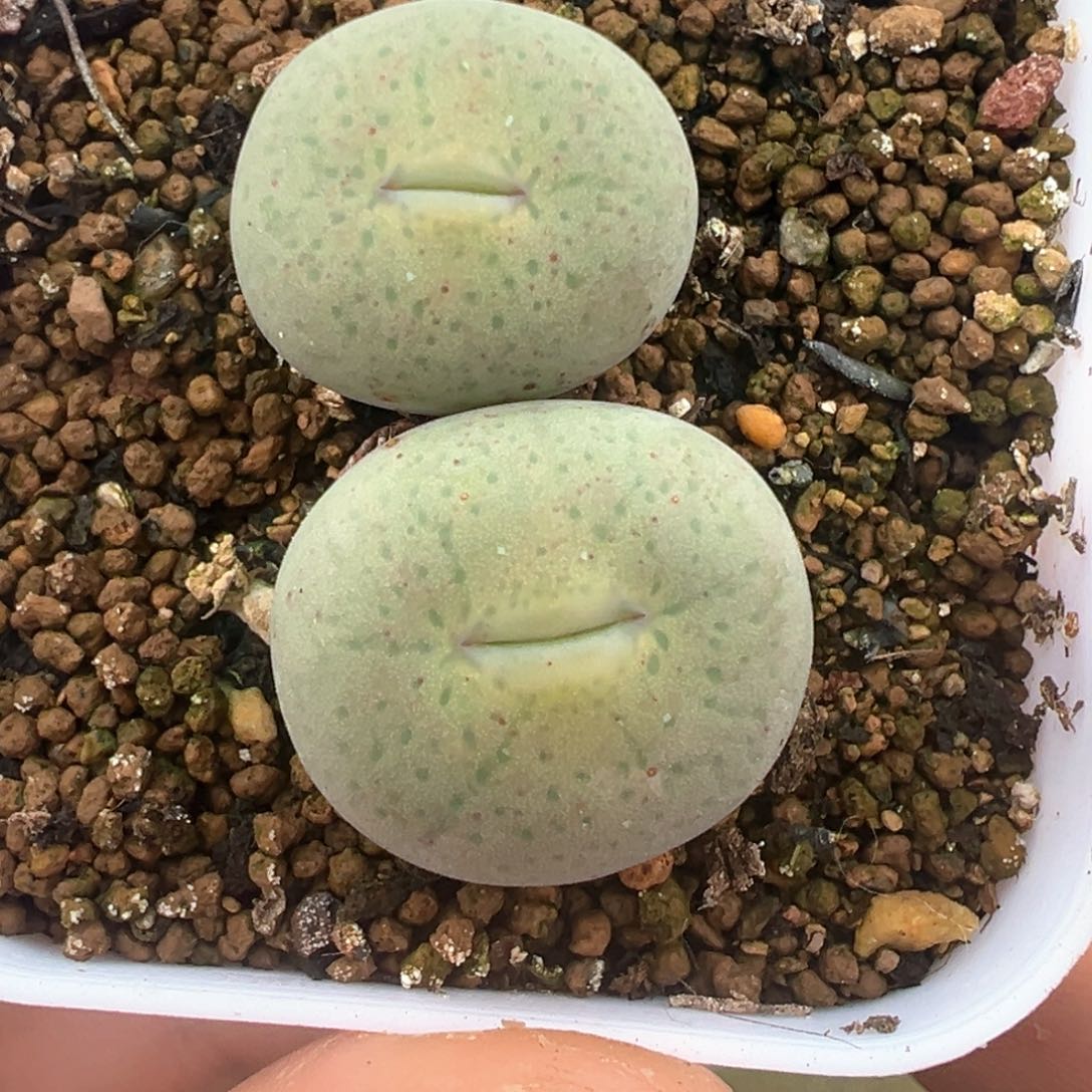607号超级奶油嘟嘟嘴。            
