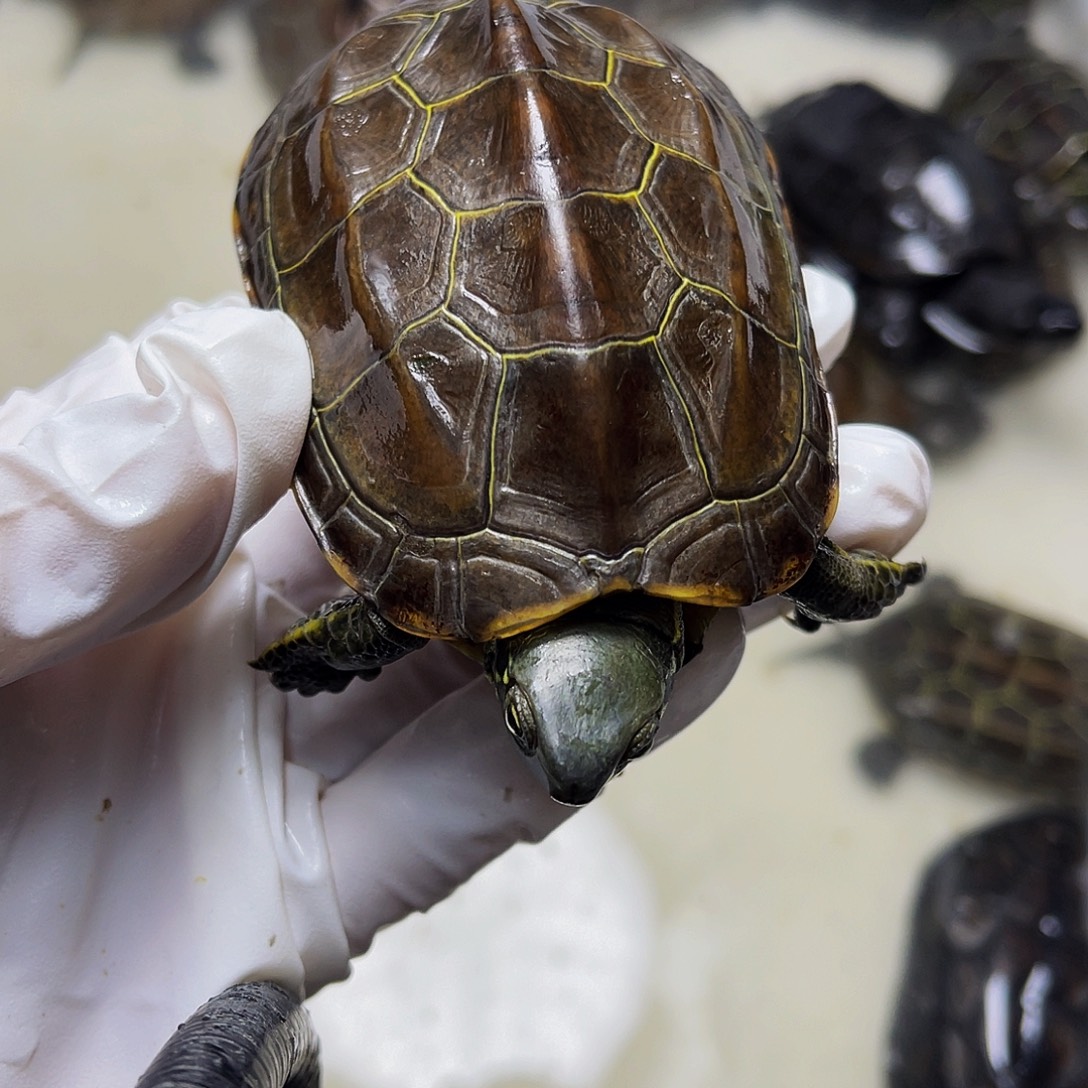 m***e中华草龟公母搭配123899