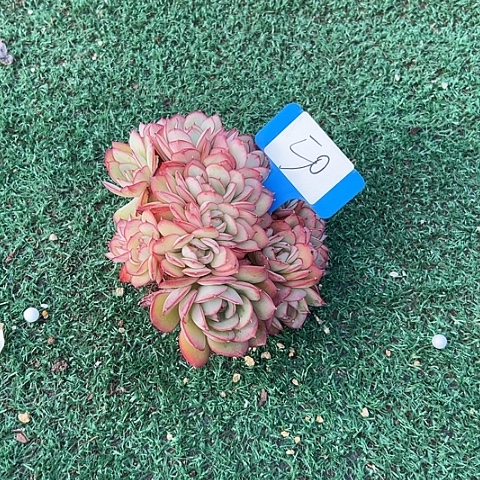 柿***意50牡丹亭一个脱土