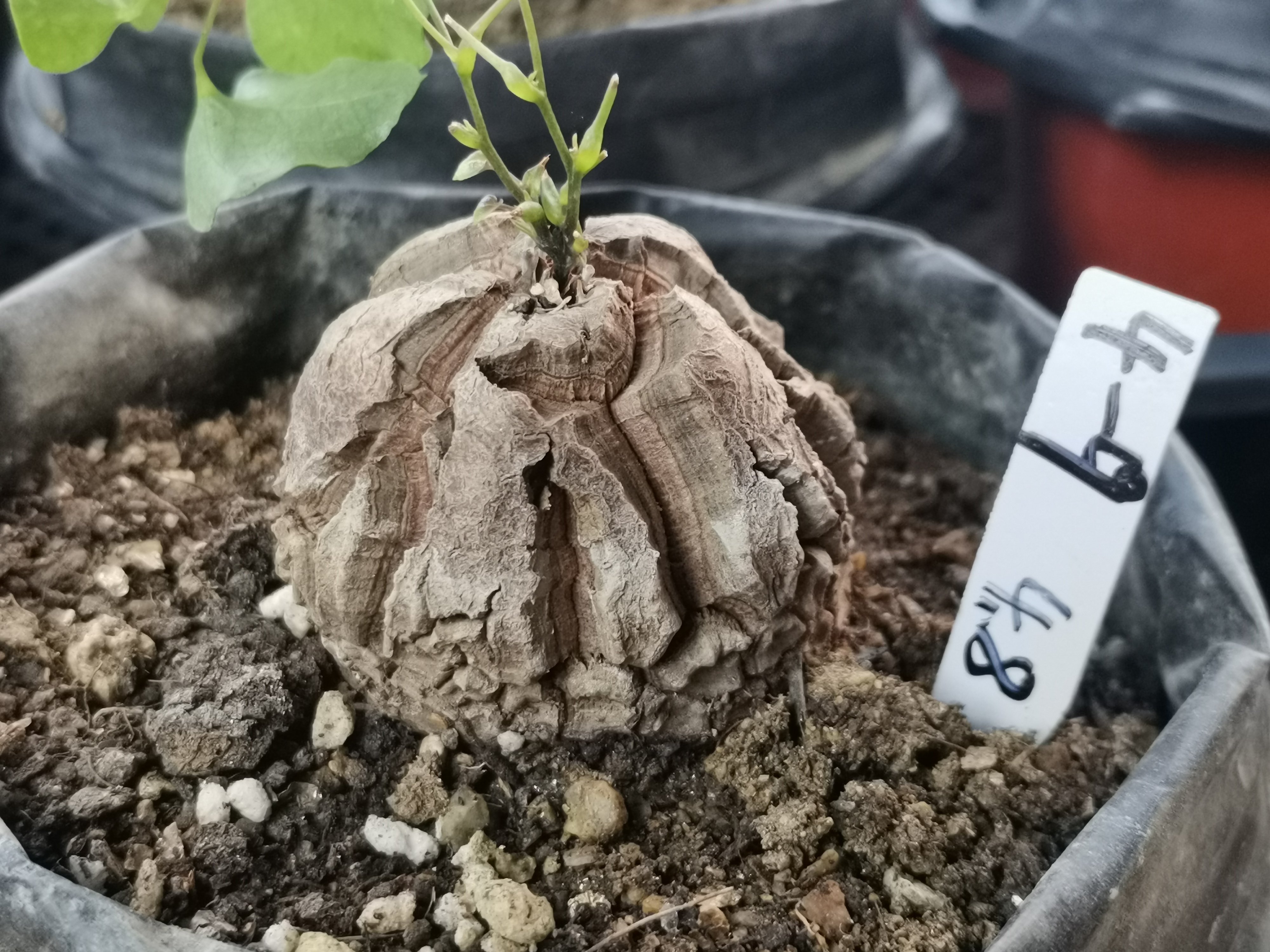4-9南非块根植物龟甲龙