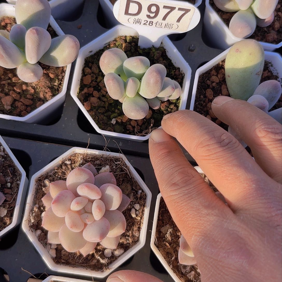 D977Mike奶一物一拍