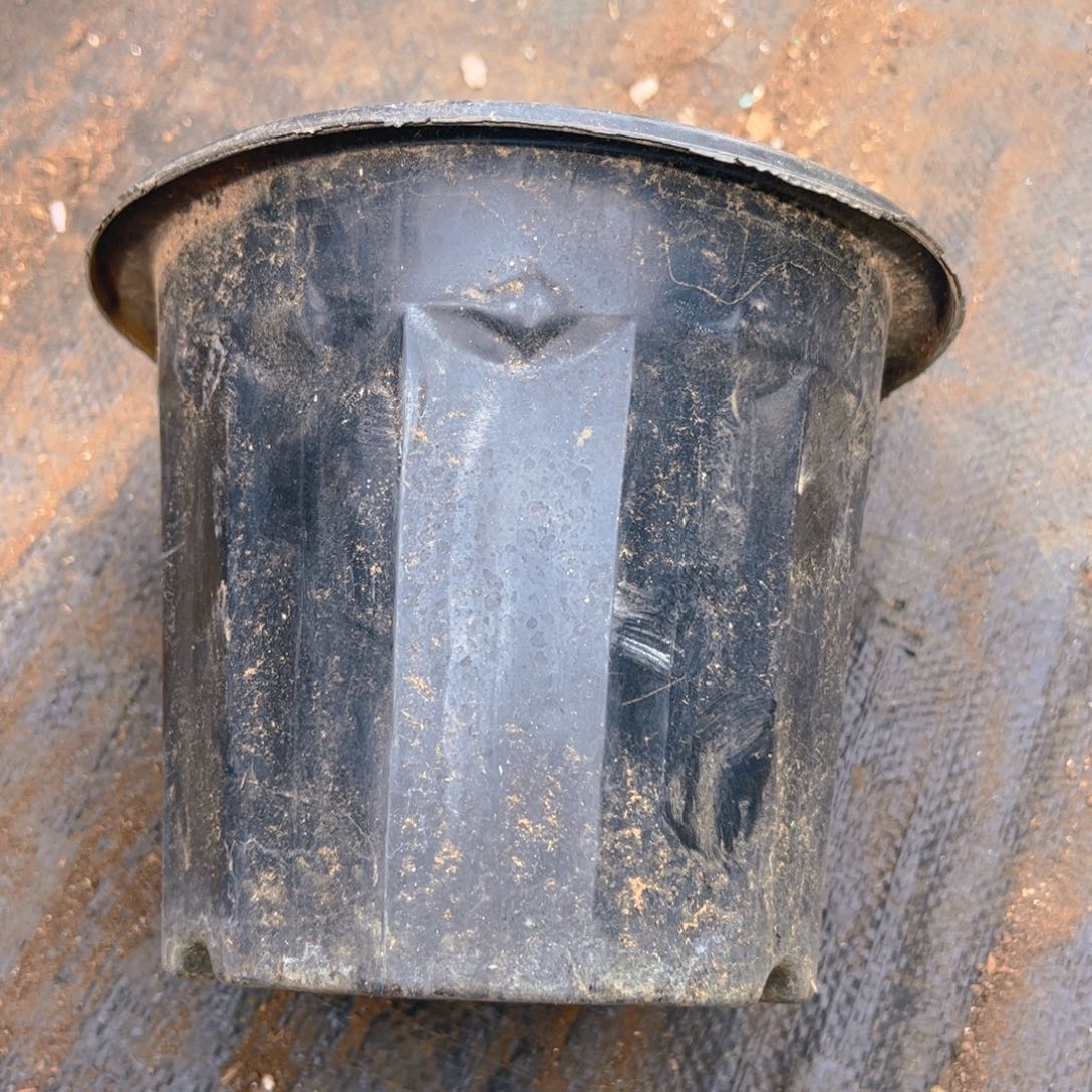 黑砖盆19口径15高 20个