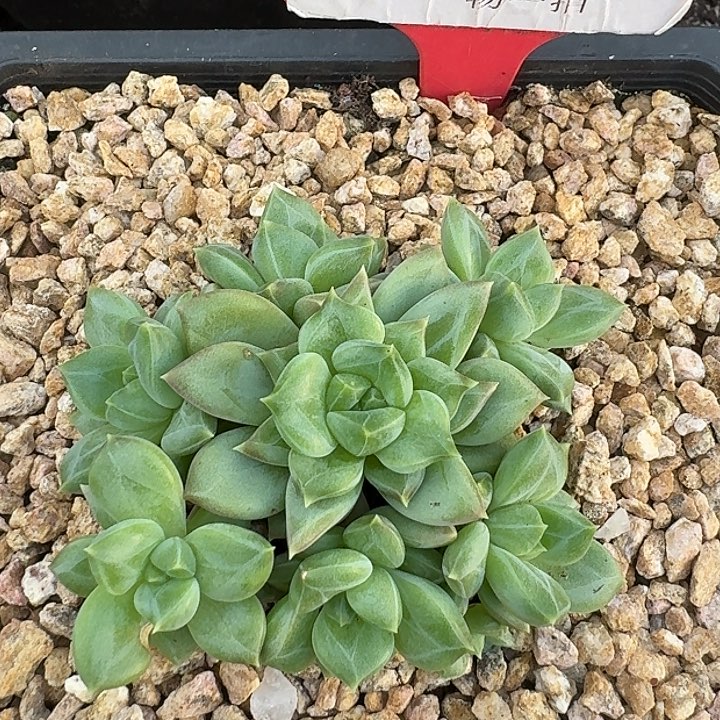 美人621多肉植物