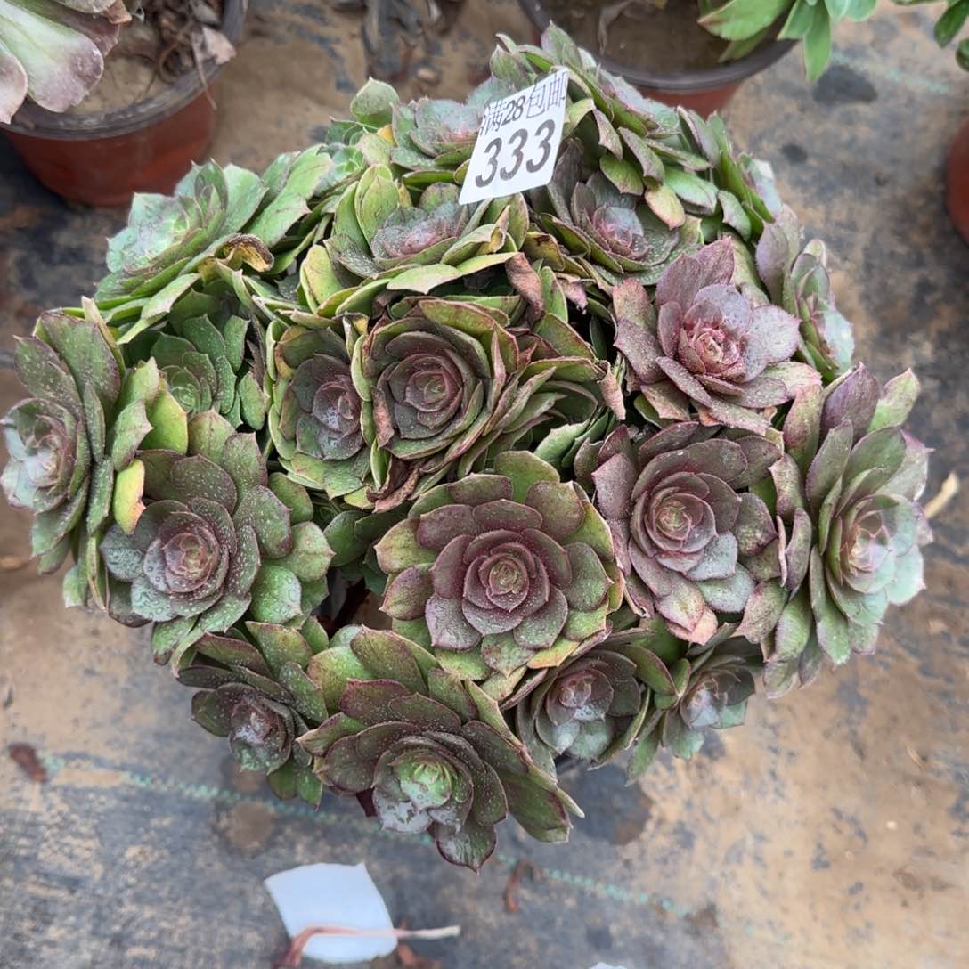 沙拉万多肉333满28包邮断枝不包