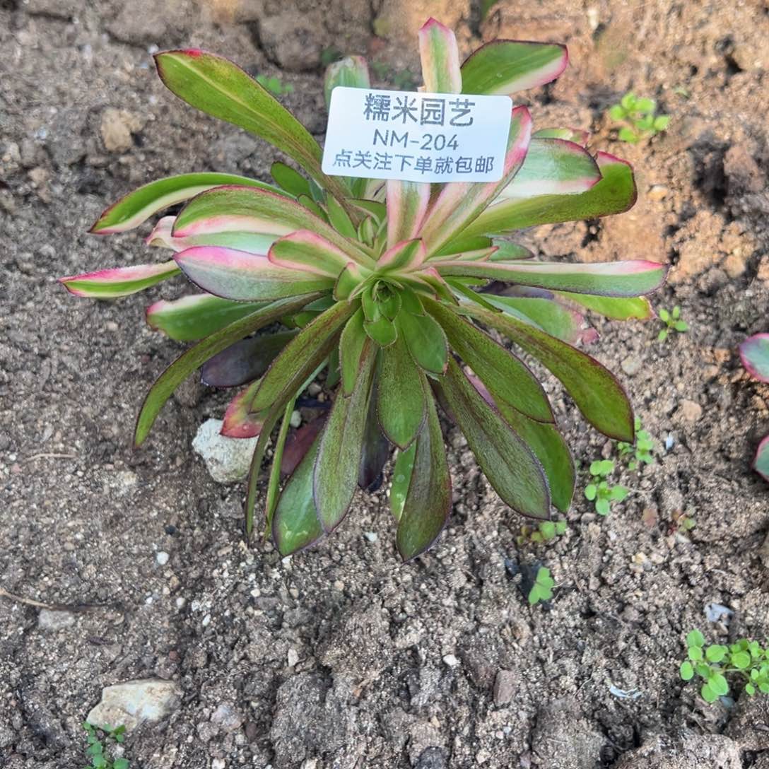 黑法七彩多肉植物204