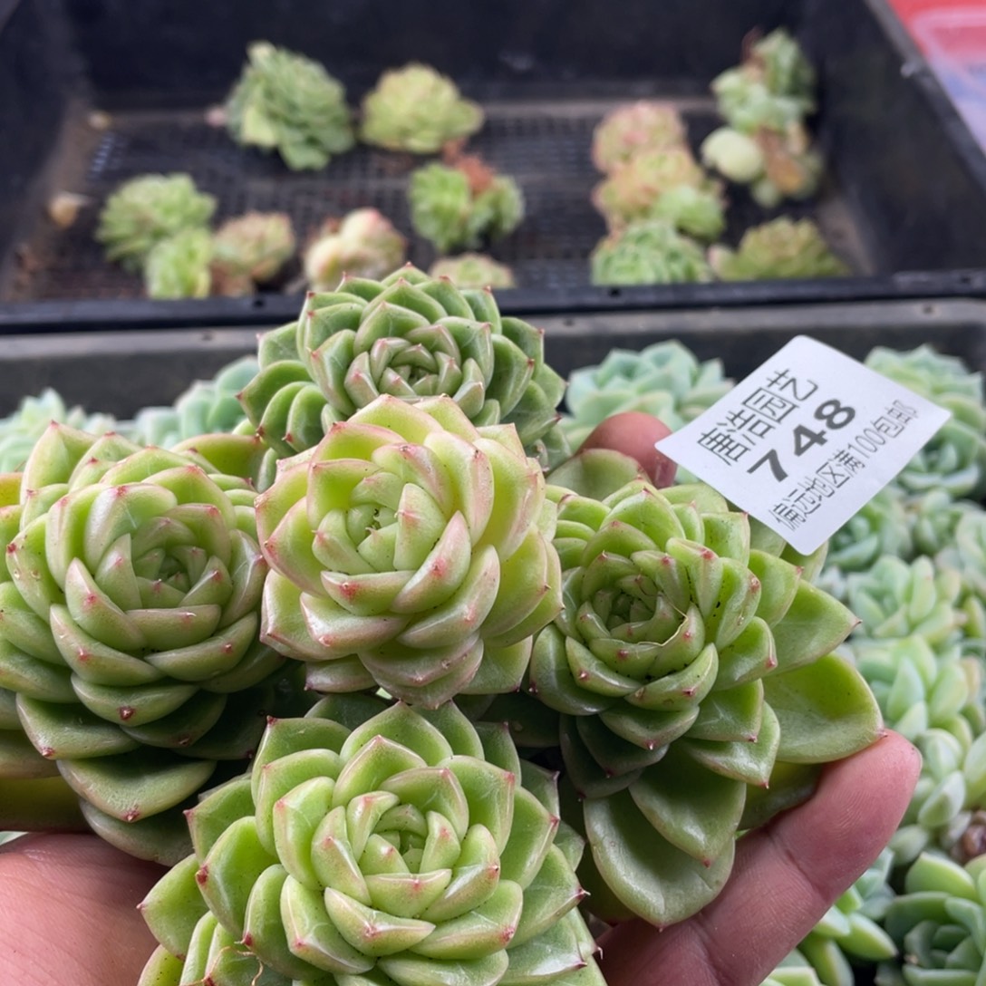 珍妮麦秆一物一拍748.