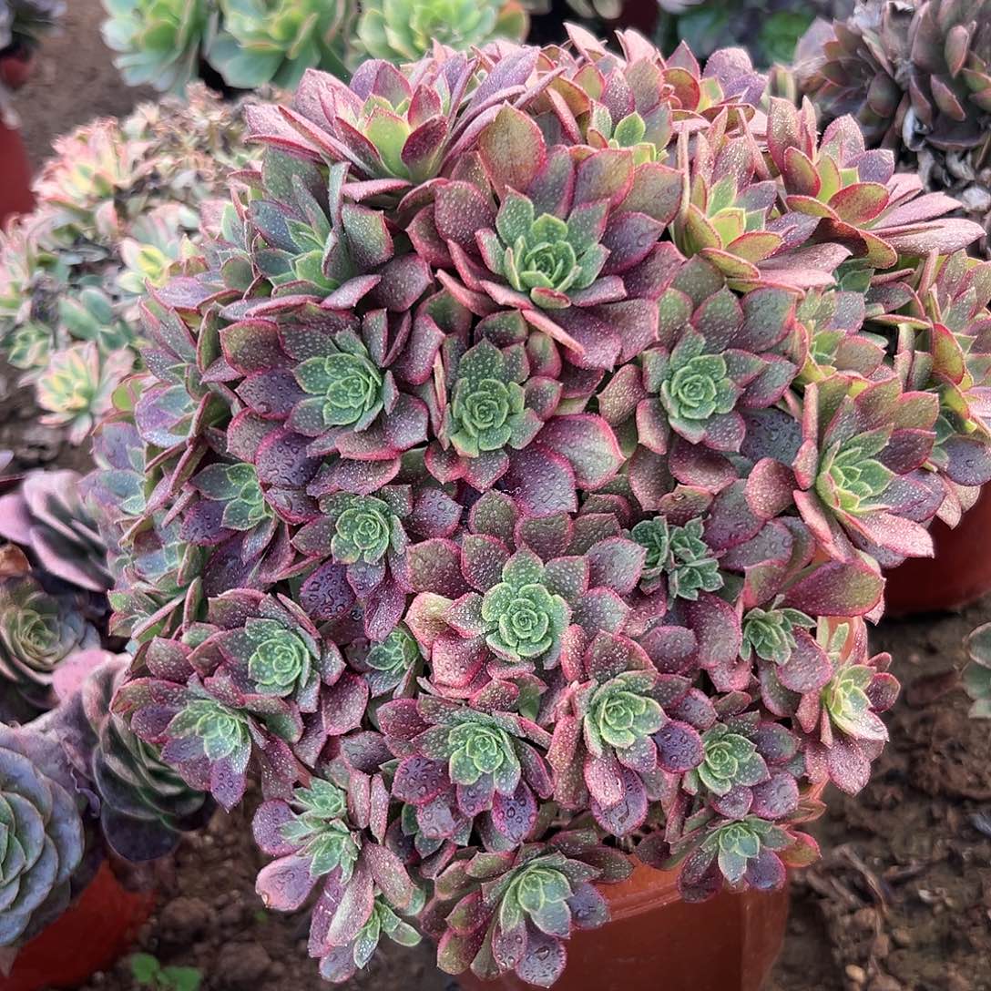 多肉植物安娜老庄