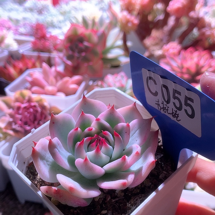 吉娃娃覆轮锦有根