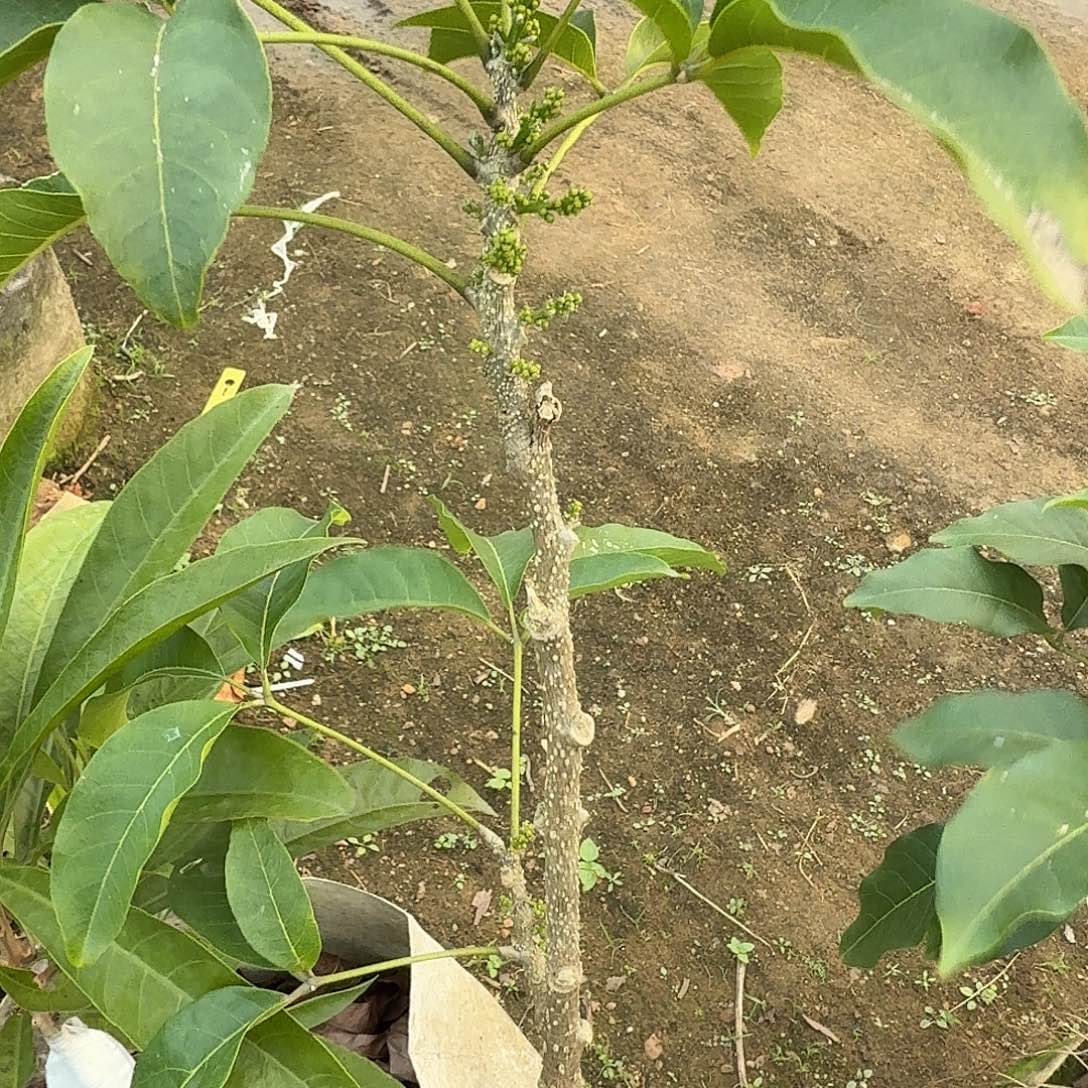 高***略当前无花栽培后可以开花状元红