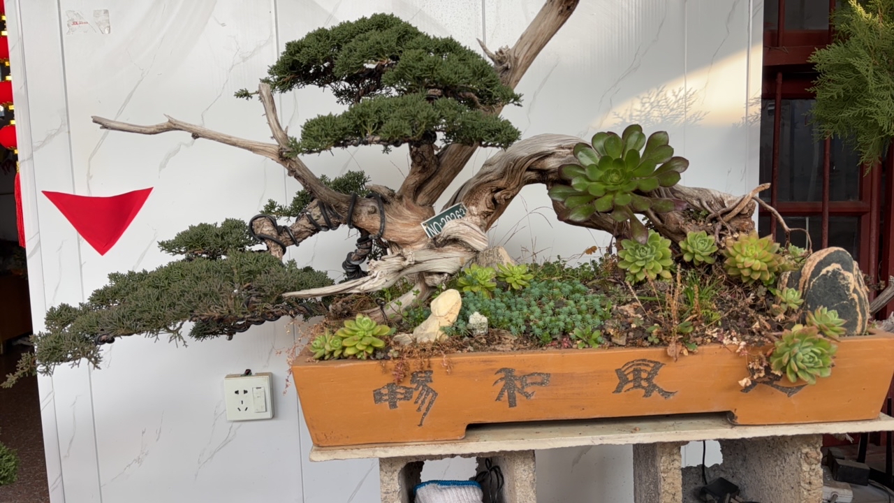 柏树盆景，冠1米1，一年四季常青