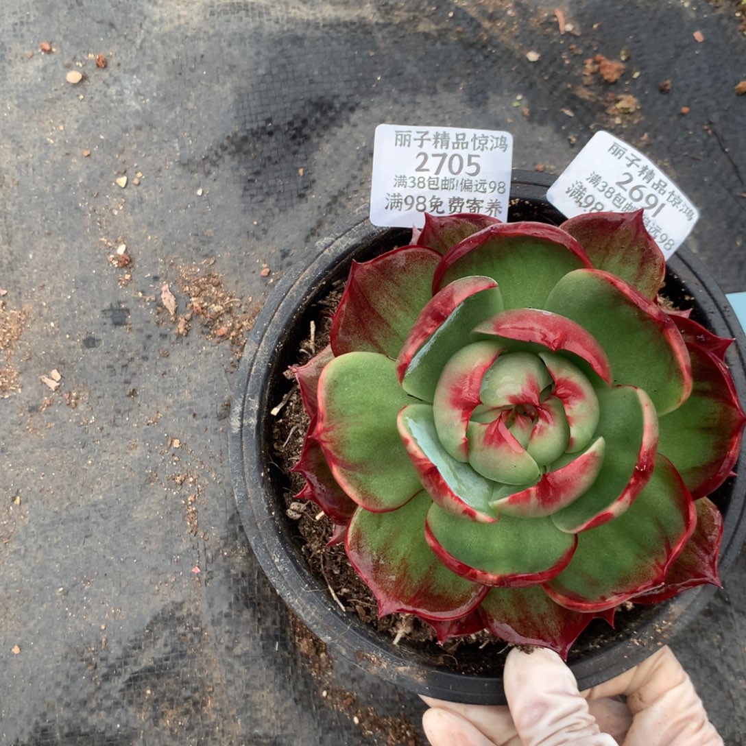 小***一2691号多肉植物惊鸿补2705