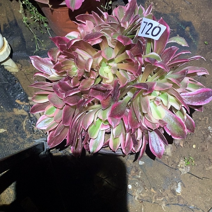 多肉植物法师720女神