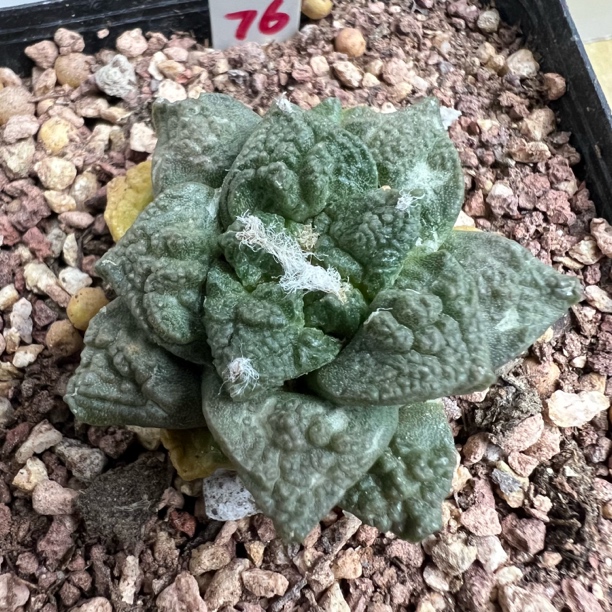 小粗根龟甲牡丹自根仙人球多肉植物绿植盆栽花卉龙舌兰卧牛