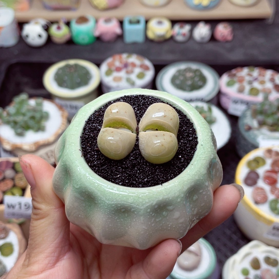 w1997 带盆土发货-零下地区拍保温箱