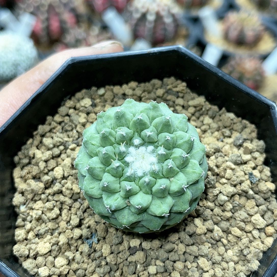 实生根系，大尤菊水