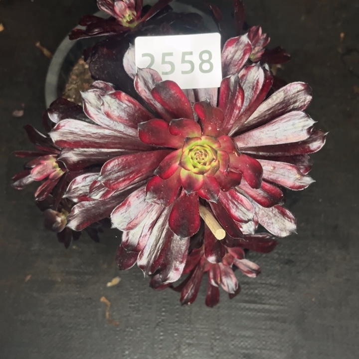 繁***锦鬼火断枝不管不售后多肉