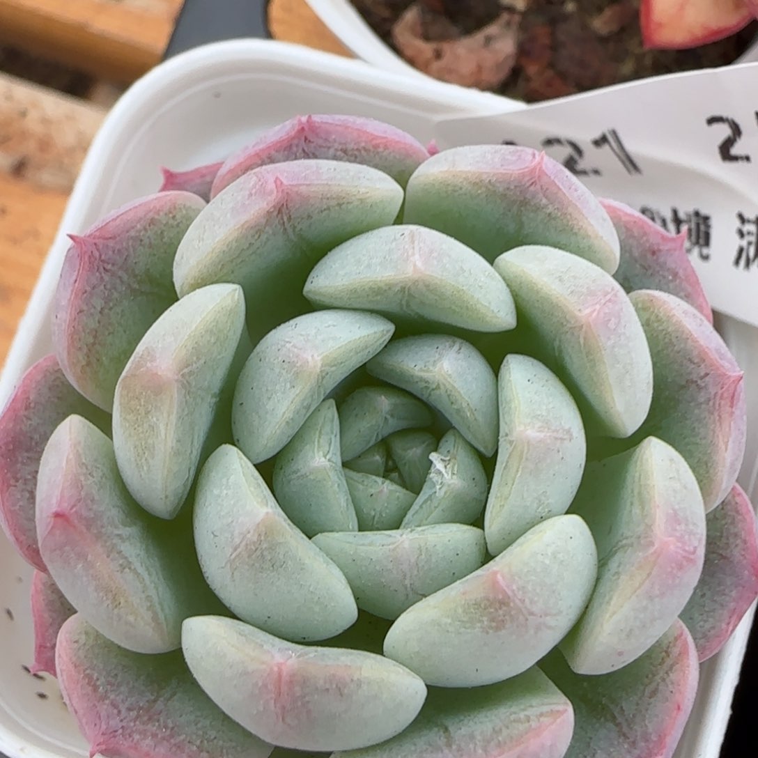 花语逸境0207-121