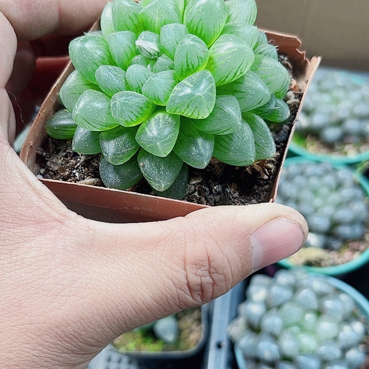 雪花玉露新手好养