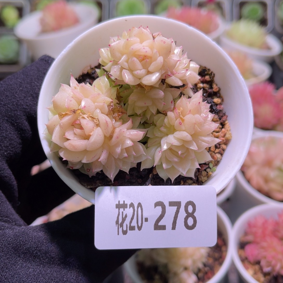 花利美20-278麦秆