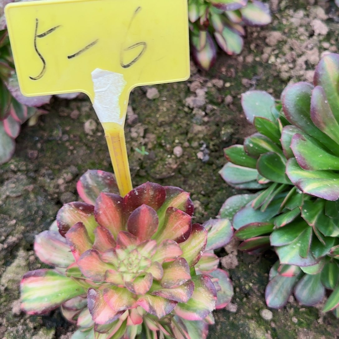 5-6---多头多肉植物