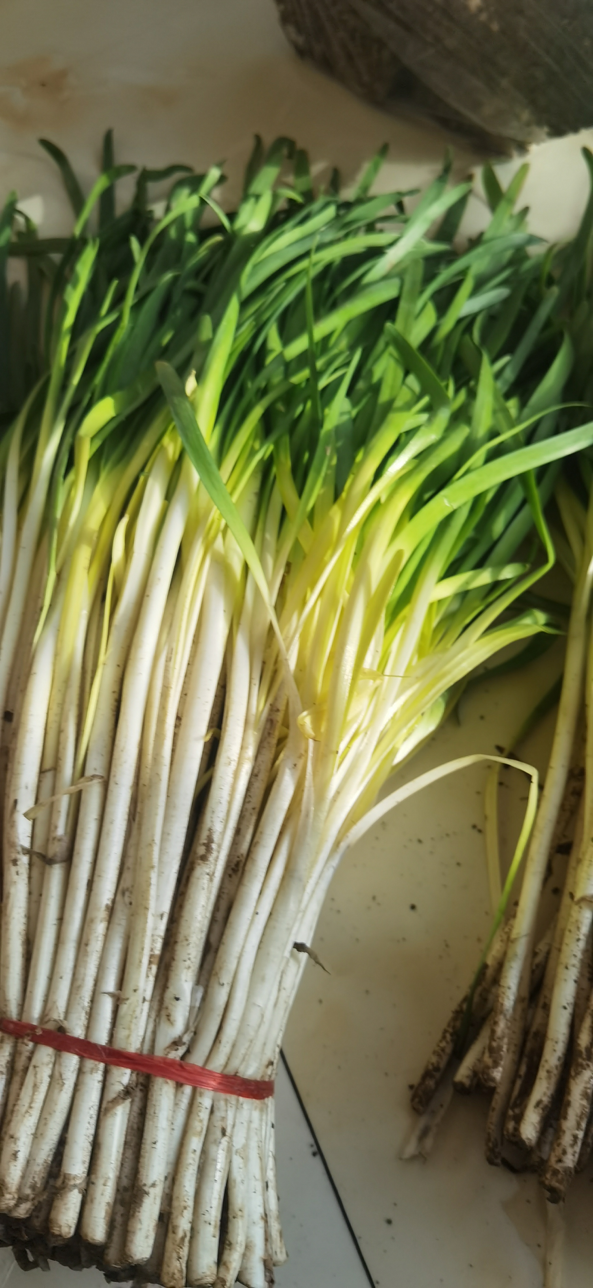 甘肃临洮特产三道黄韭菜现割现买