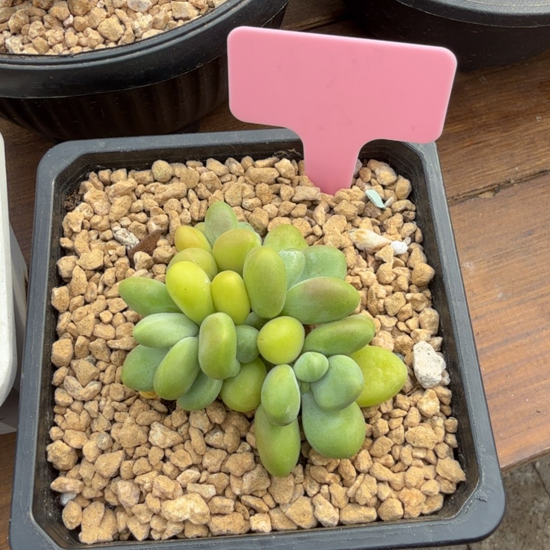 芒果奶11111111111111111111