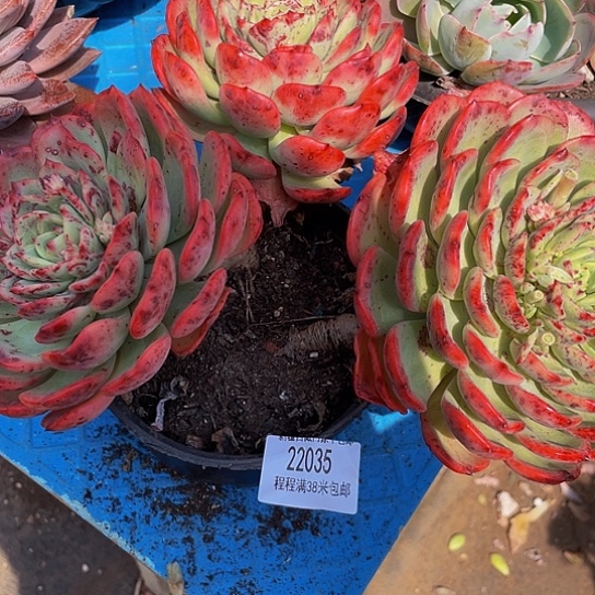 夏*十里桃花22035多肉