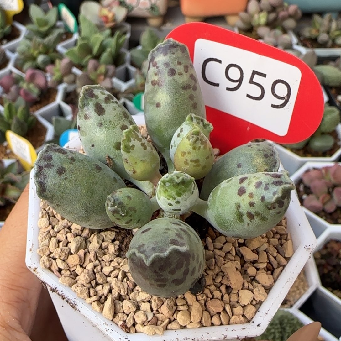 海豹。     959。     