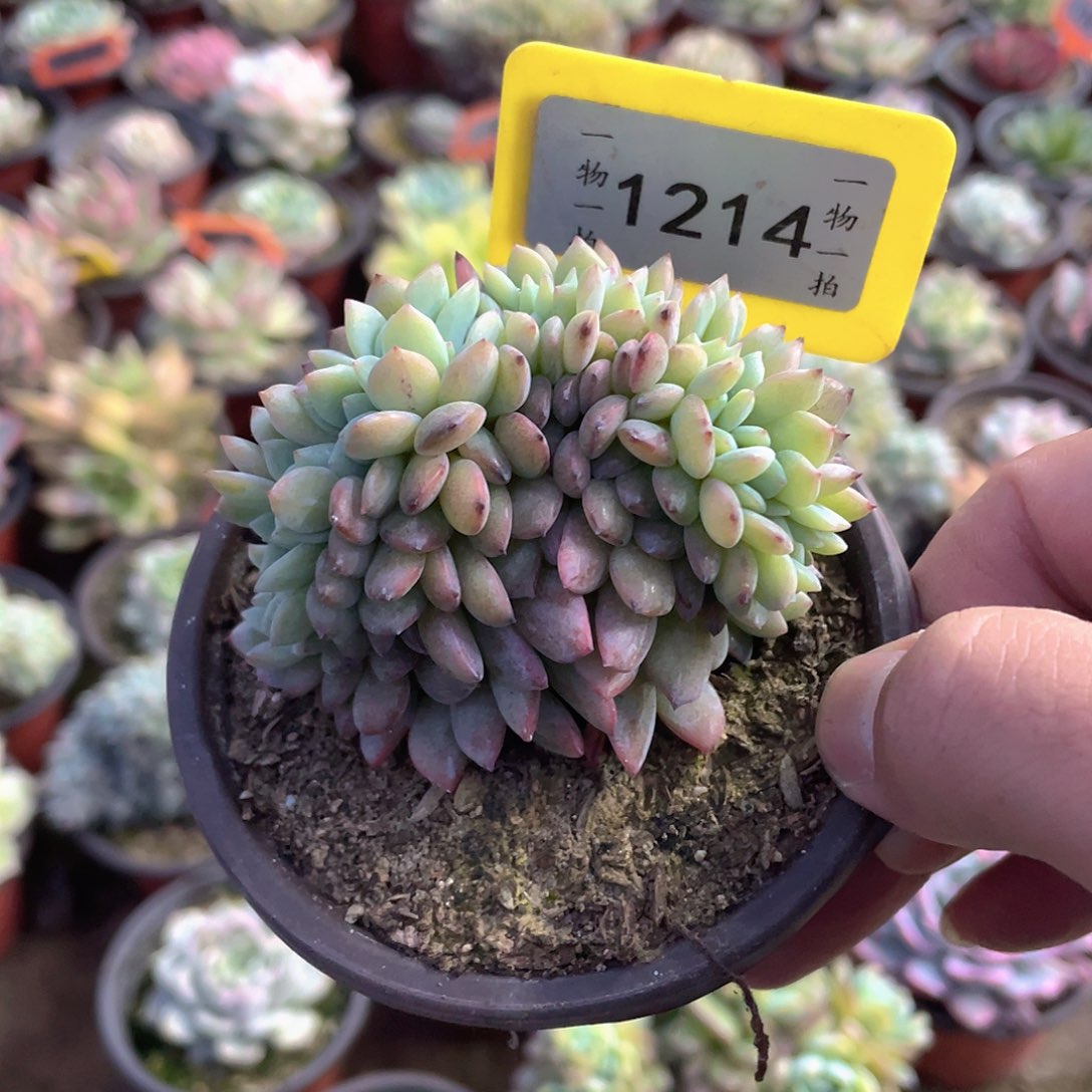 安***好1214号多肉植物盆栽