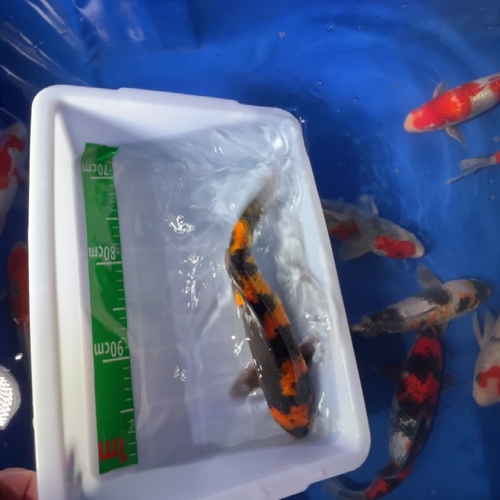 锦鲤锦鲤红白昭和