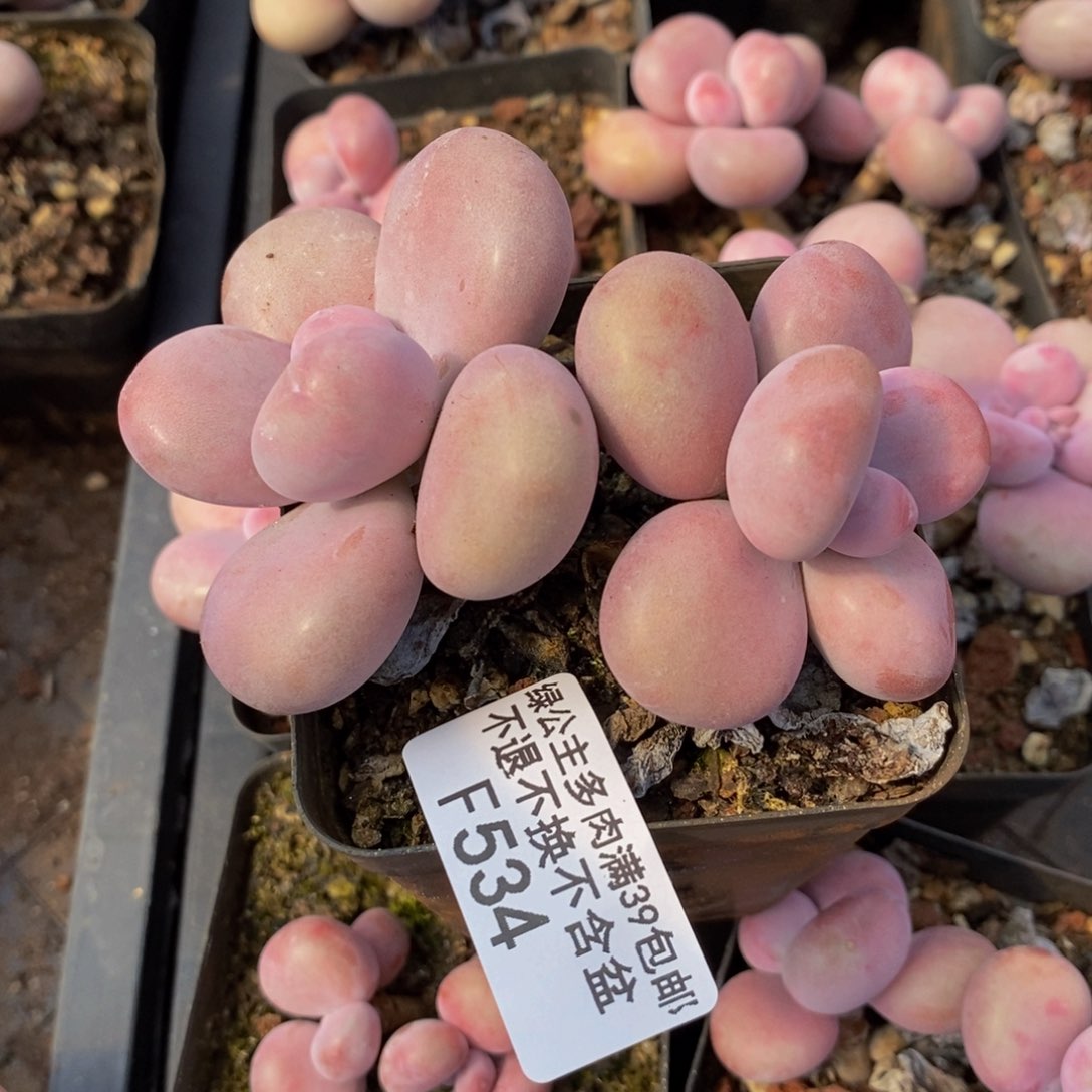 腰子桃蛋534/6c m多肉