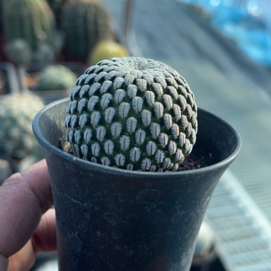 当前无花栽培后可以开花实生白斜子