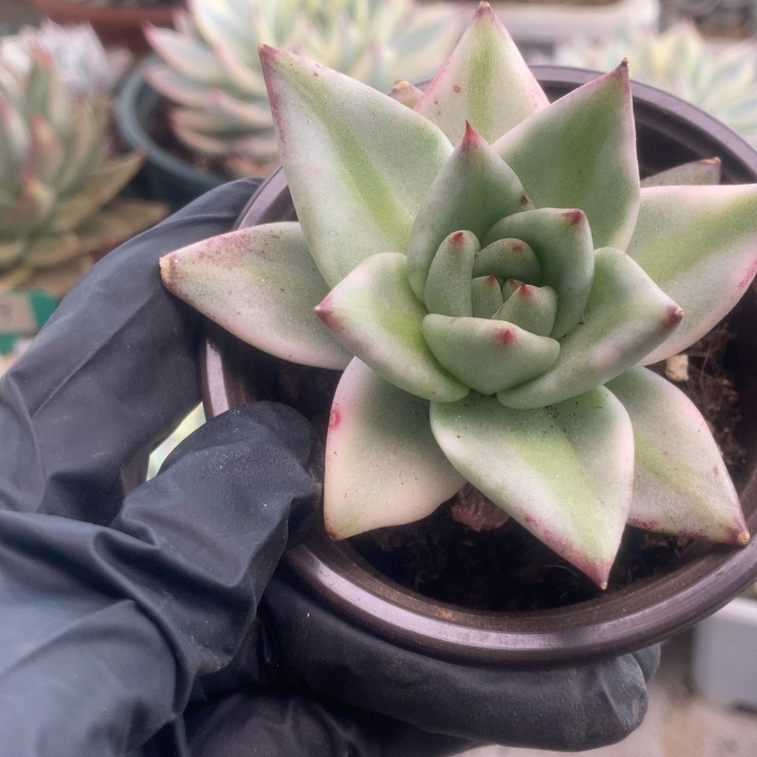 032艾克魂锦锦锦锦锦