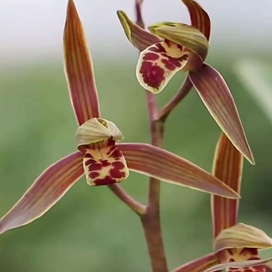 墨兰企黑绿叶浓香原盆原土易养活室内外兰花绿植花卉盆栽