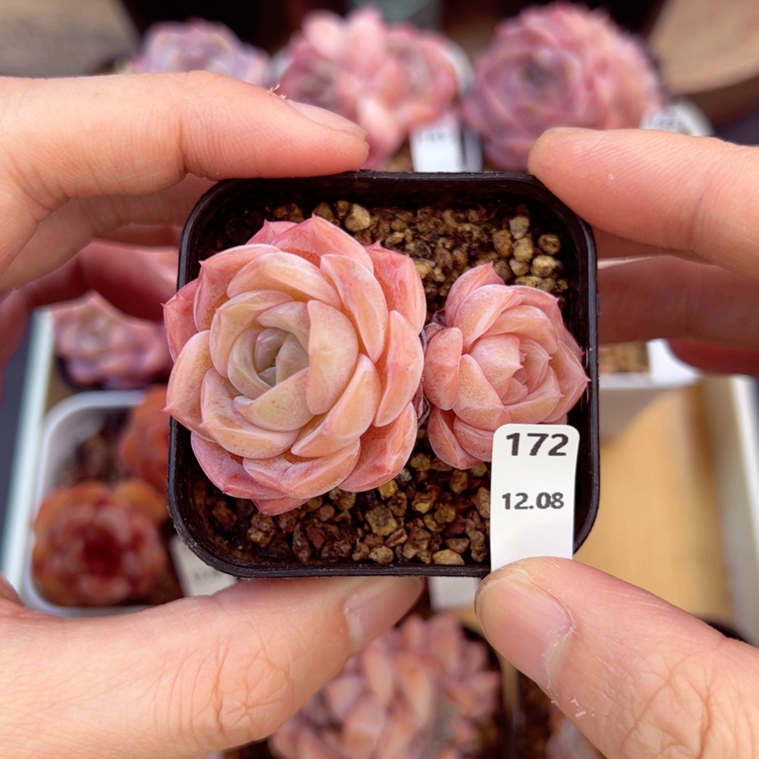 好好看172、哈哈哈哈哈