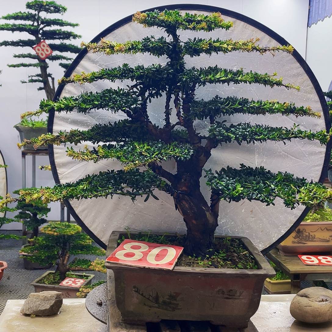 无花朵罗汉松红芽