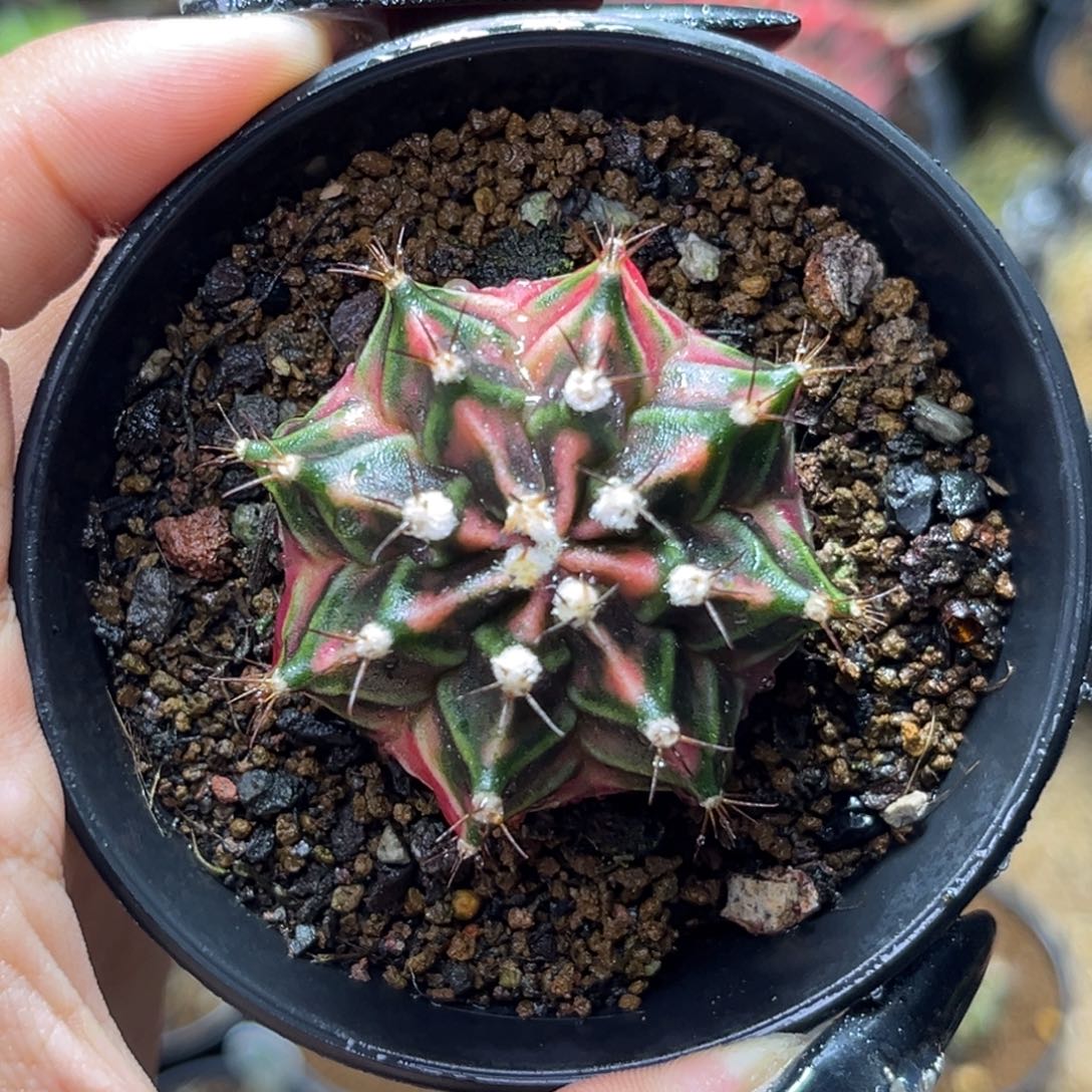 侧牙米哈 带盆土发货