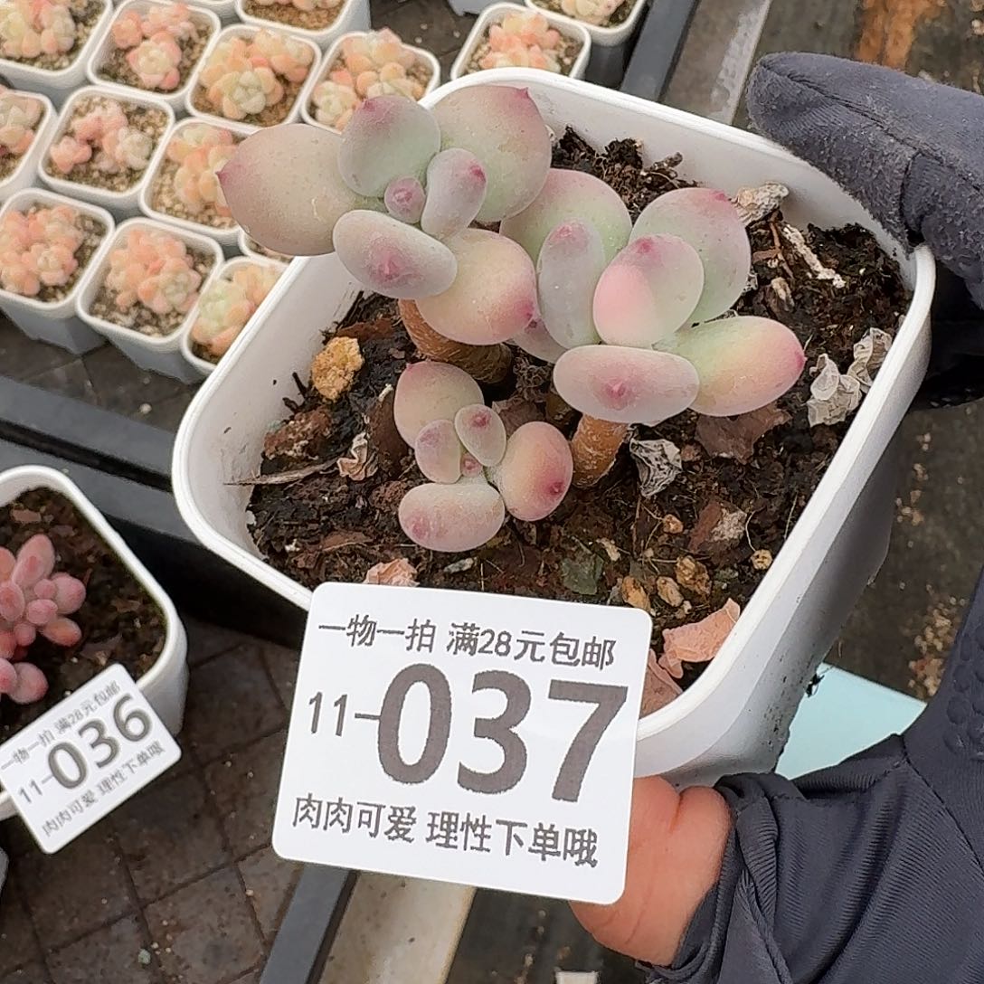 苹果奶无盆土发货