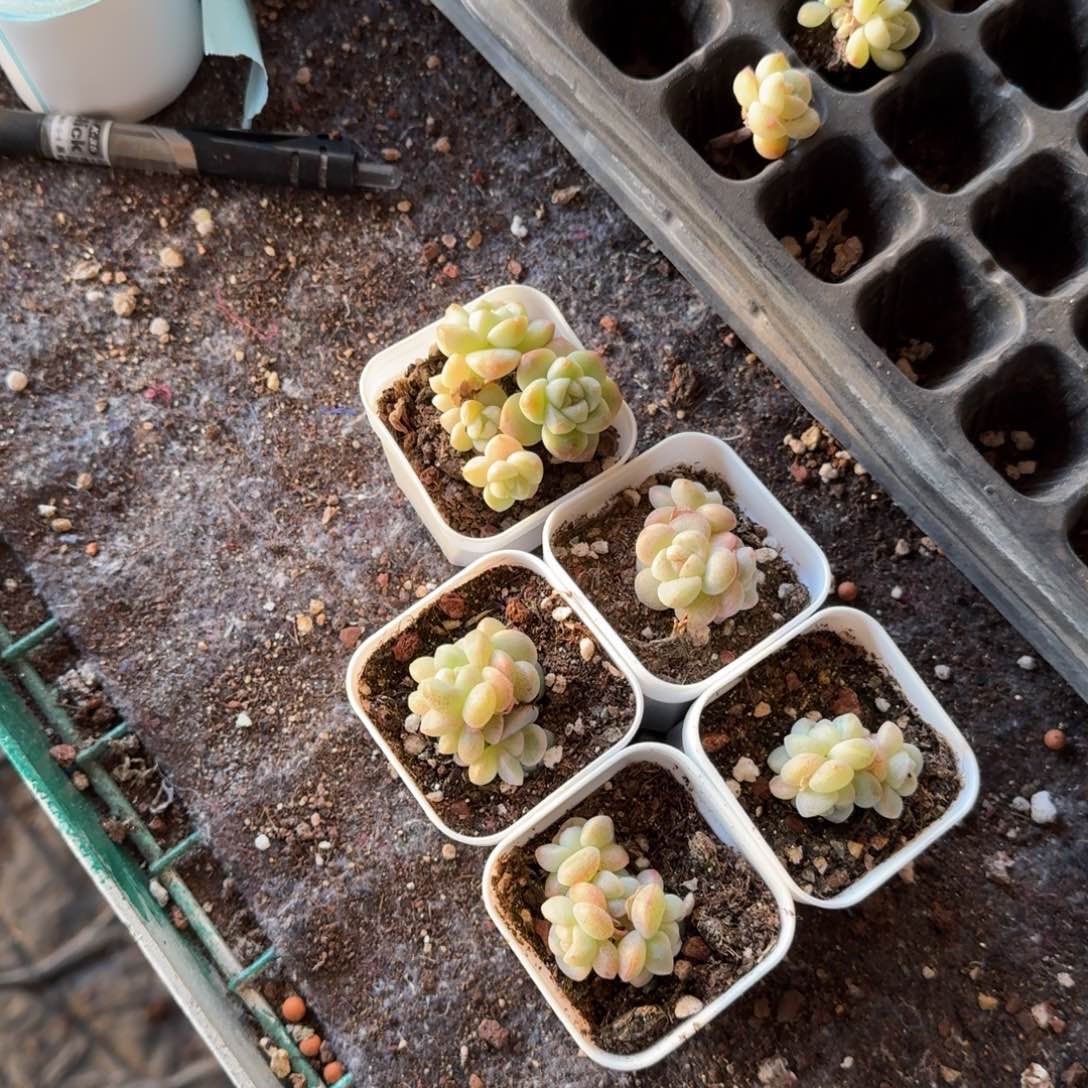 悄悄一物一拍专拍