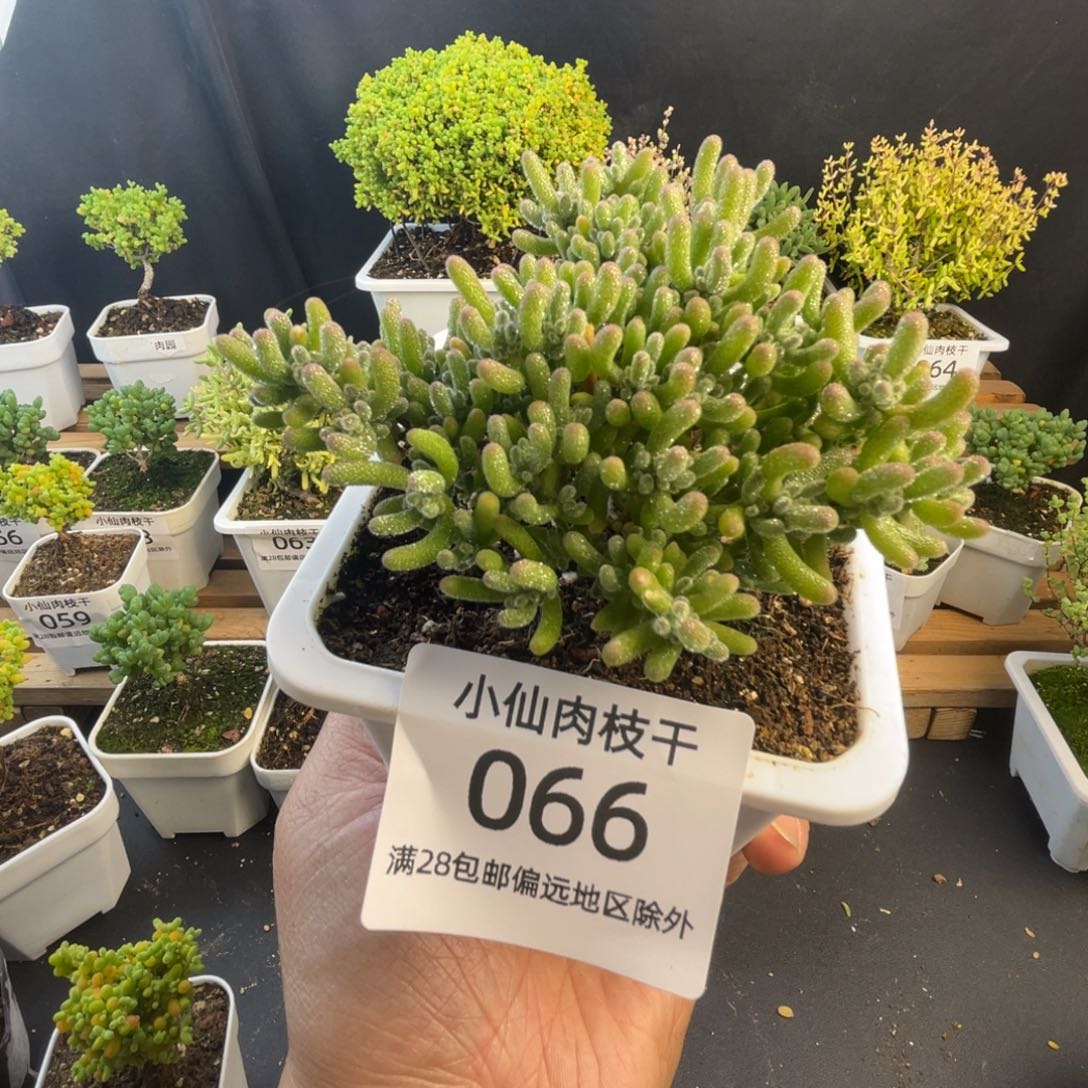 066枝干番杏冰紫