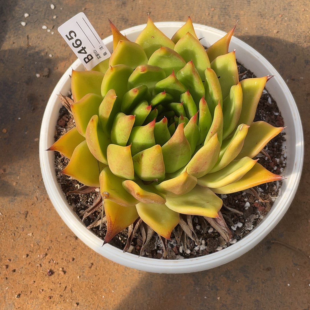 若如东云单拍B465