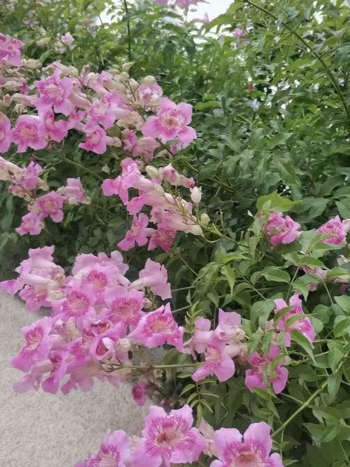 【凌霄花爬藤植物】耐热耐寒适合庭院阳台种植易养花卉